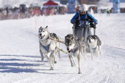 Lenk 2013
